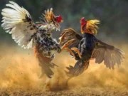 Sabung Ayam, Rekomendasi Taruhan Adu Ayam Yang Legendaris Sabung ayam