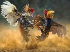 Sabung Ayam, Rekomendasi Taruhan Adu Ayam Yang Legendaris Sabung ayam