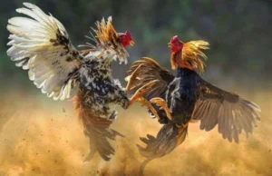 Sabung Ayam, Rekomendasi Taruhan Adu Ayam Yang Legendaris Sabung ayam