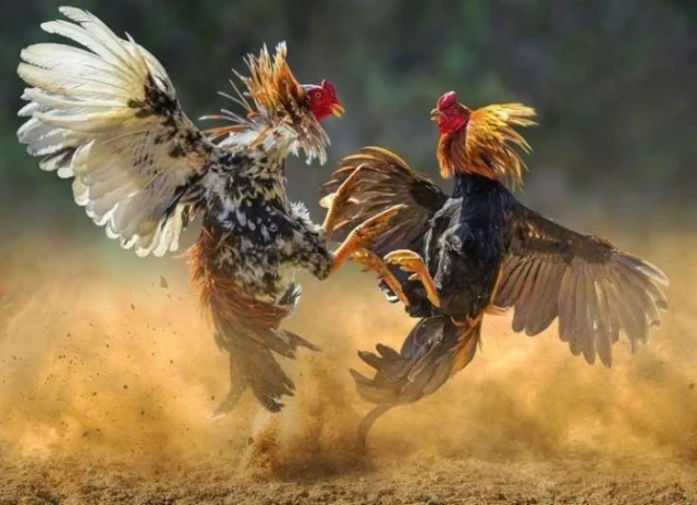 Sabung ayam
